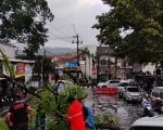 251008114222-pohon.jpg