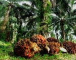 260504211123-dunia.jpg
