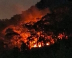 260903114604-hutan.jpg