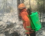 261019155011-hutan.jpg