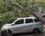 261028183618-pohon.jpg